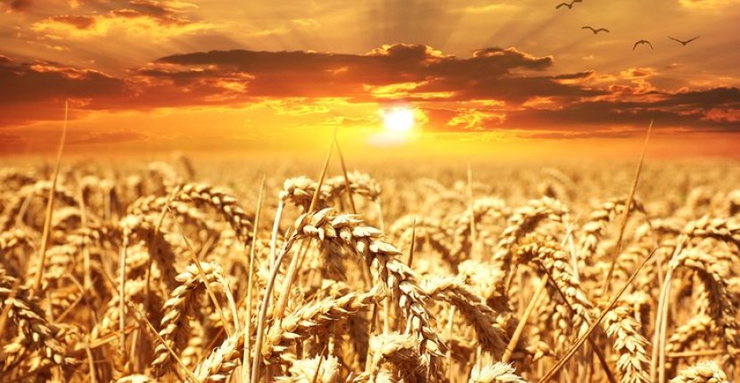 Мировой рынок зерновых